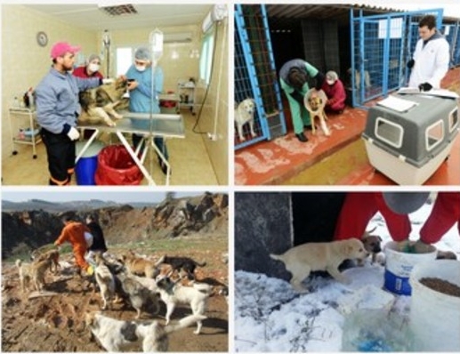 Bir yılda 60 ton mama