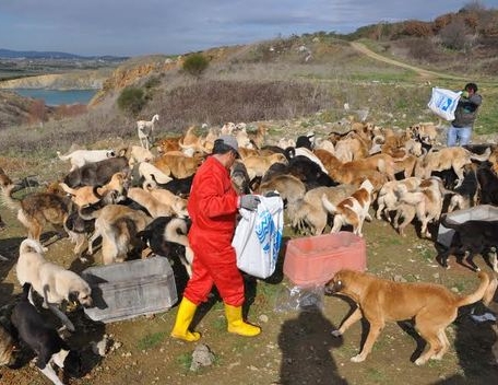 Sokak hayvanları sahipsiz değil