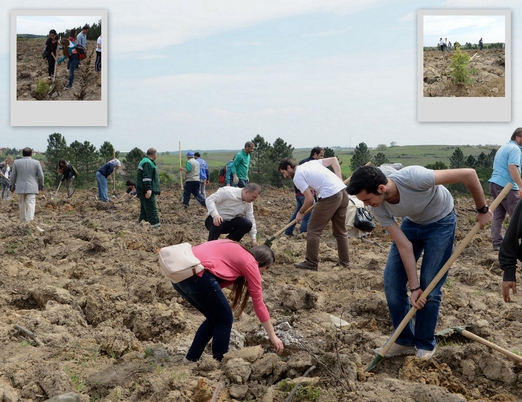 Yanan ormanlık alana hayat verdiler
