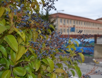 Akasya yerine 4 mevsim ligustrum