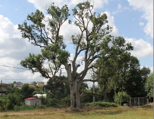 Pendik'te 36 anıt ağaç
