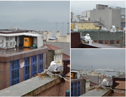 Annelik duygusu fırtına dinlemedi