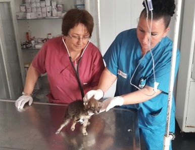 Yavru tilkiye şefkat eli