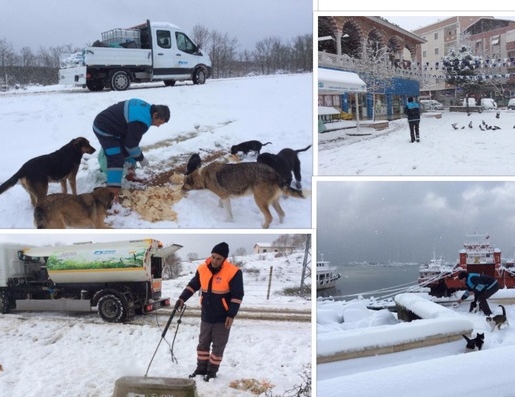 Sokak hayvanlarına sıcak dost