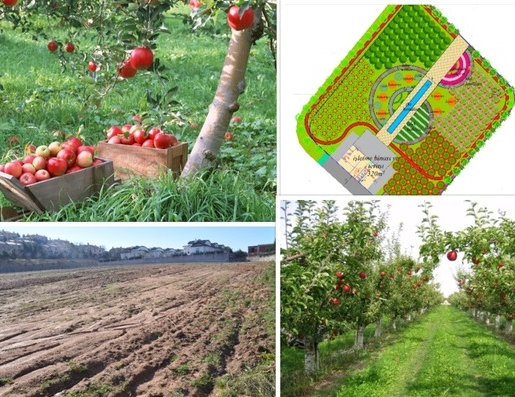 Pendik'e meyve bahçeleri