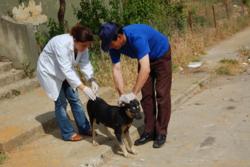 Köpeklere Yapışan Kenelerin Vay Haline!