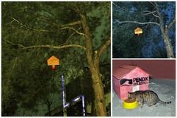 Kuşlar ve kediler için sıcak yuva