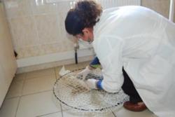 Yaralı Martıya Veteriner Şefkati